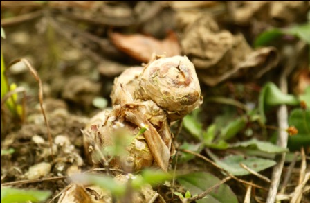The government of Sikkim is promoting ginger, turmeric, buckwheat and large cardamom as key crops for organic export.